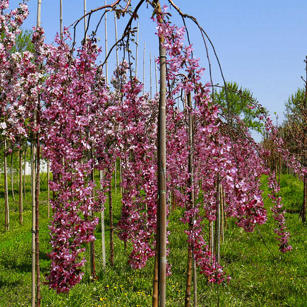 Саженцы яблони на штамбе Роял Бьюти (привитый) Черновцы - изображение 1