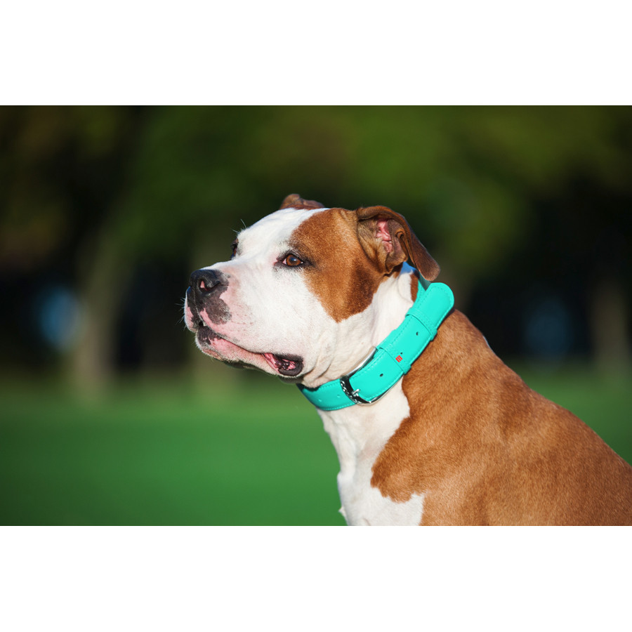 Нашийник для собак шкіряний WAUDOG Glamour з QR паспортом, без прикрас, L, Ш 25 мм, Дов 38-49 с Коломыя - изображение 8