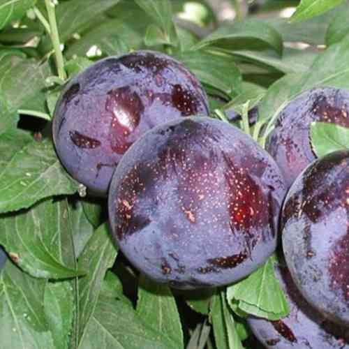 Саженцы диплоидной сливы Ларода (привитый) - 2-летний Черновцы