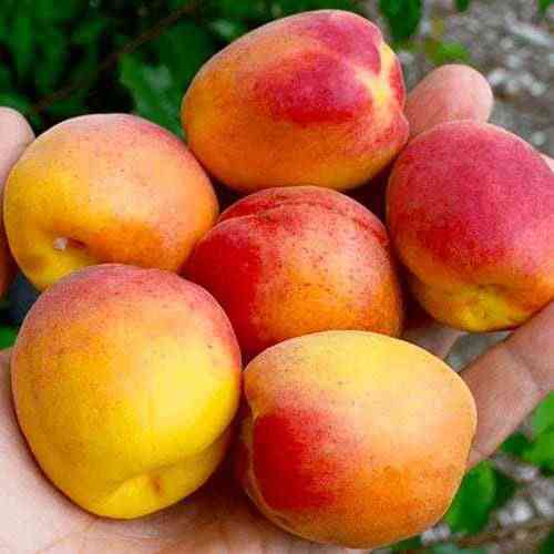 Саженцы абрикоса Нью Джерси (привитый) - 2-летний Черновцы