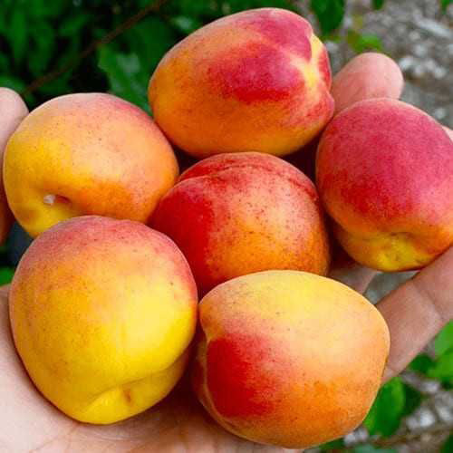 Саженцы абрикоса Нью Джерси (привитый) - 2-летний Черновцы - изображение 1