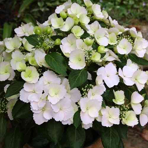 Саджанці гортензії Ампельна (черенкований) - 1-річний Чернівці