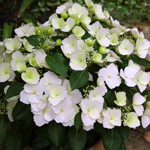 Саджанці гортензії Ампельна (черенкований) - 1-річний Чернівці - фото 1