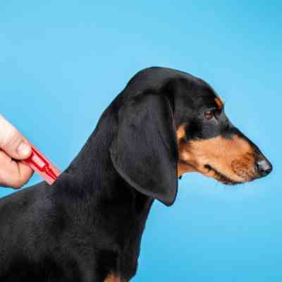 Краплі для тварин ProVET Profiline інсектоакарицид для собак до 4 кг 1/0.5 мл (4823082431090) Вінниця