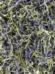 Живучка повзуча (Живучка ползучая)100г master sem Киев - изображение 2