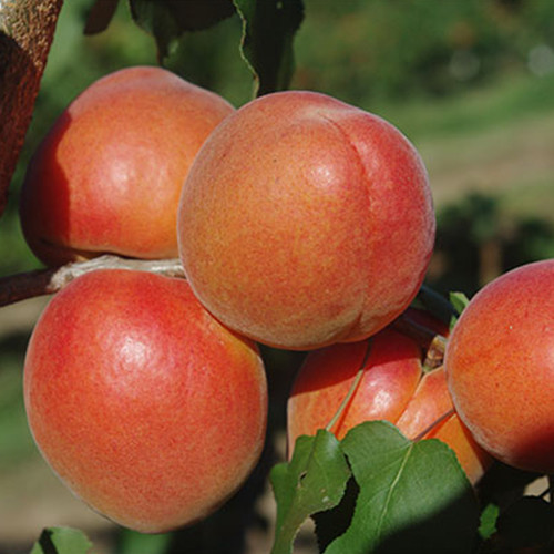 Саженцы абрикоса Анегат (привитый) - 1-летний Черновцы - изображение 1