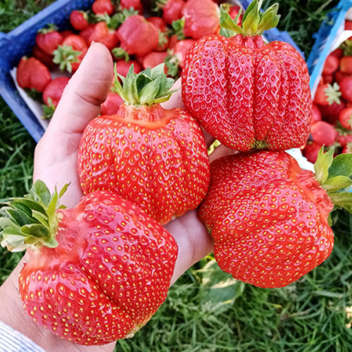 Саджанці полуниці Генрі Гамбургер (10 штук) - 1-річний Чернівці - фото 1