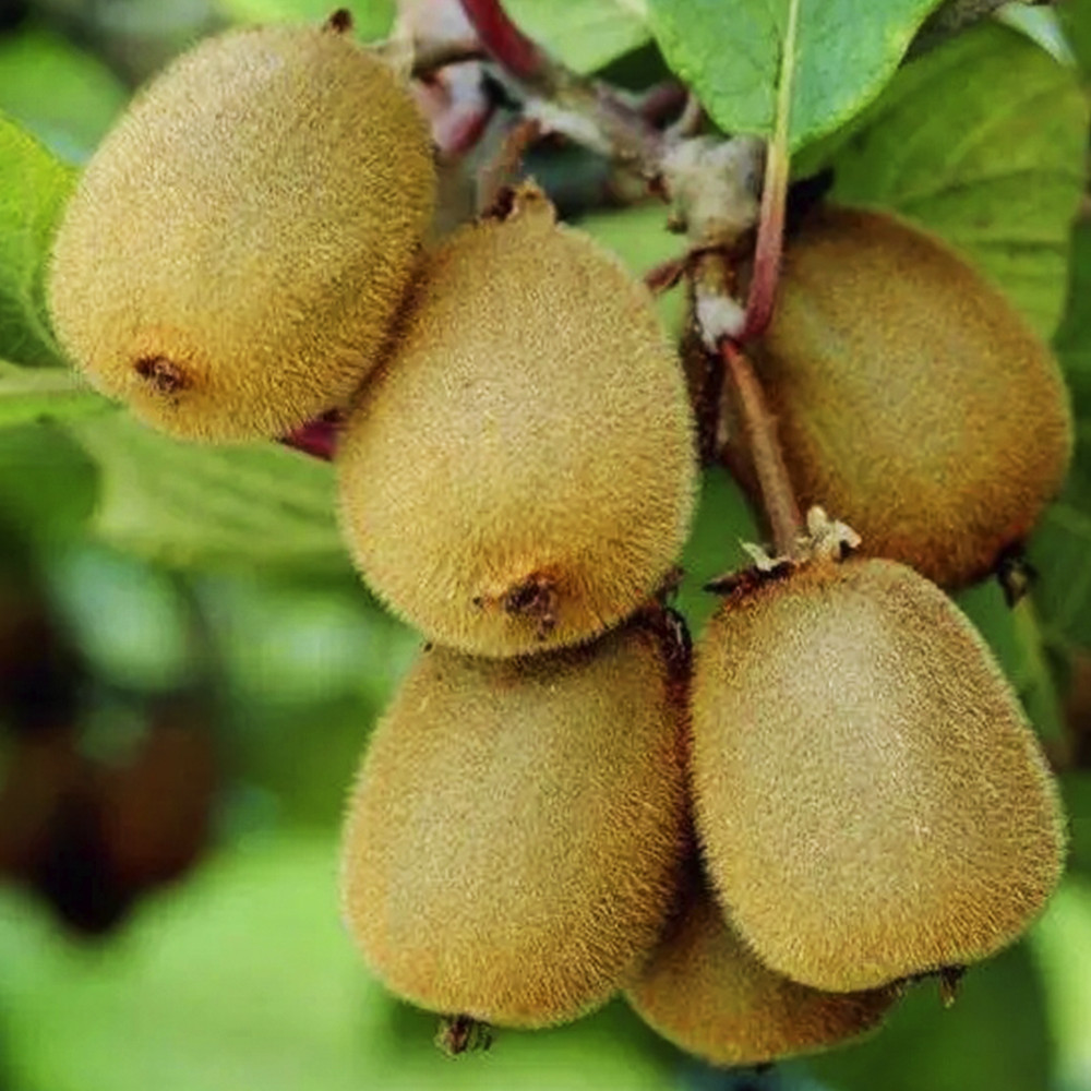 Саженцы киви Эдвард (черенкованный) - 3-летний Черновцы - изображение 2