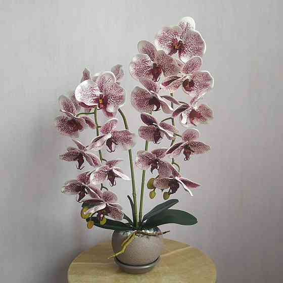Штучна латексна орхідея VIP у пудровому керамічному кашпо на дві гілки бордовий градієнт Дніпро