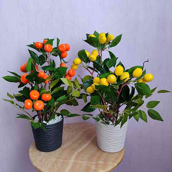 Соковитий мандарин Дніпро