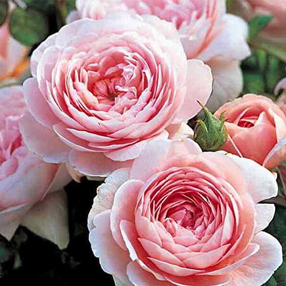 Саженцы английских пионовидных роз Королева Швеции (привитый) Черновцы