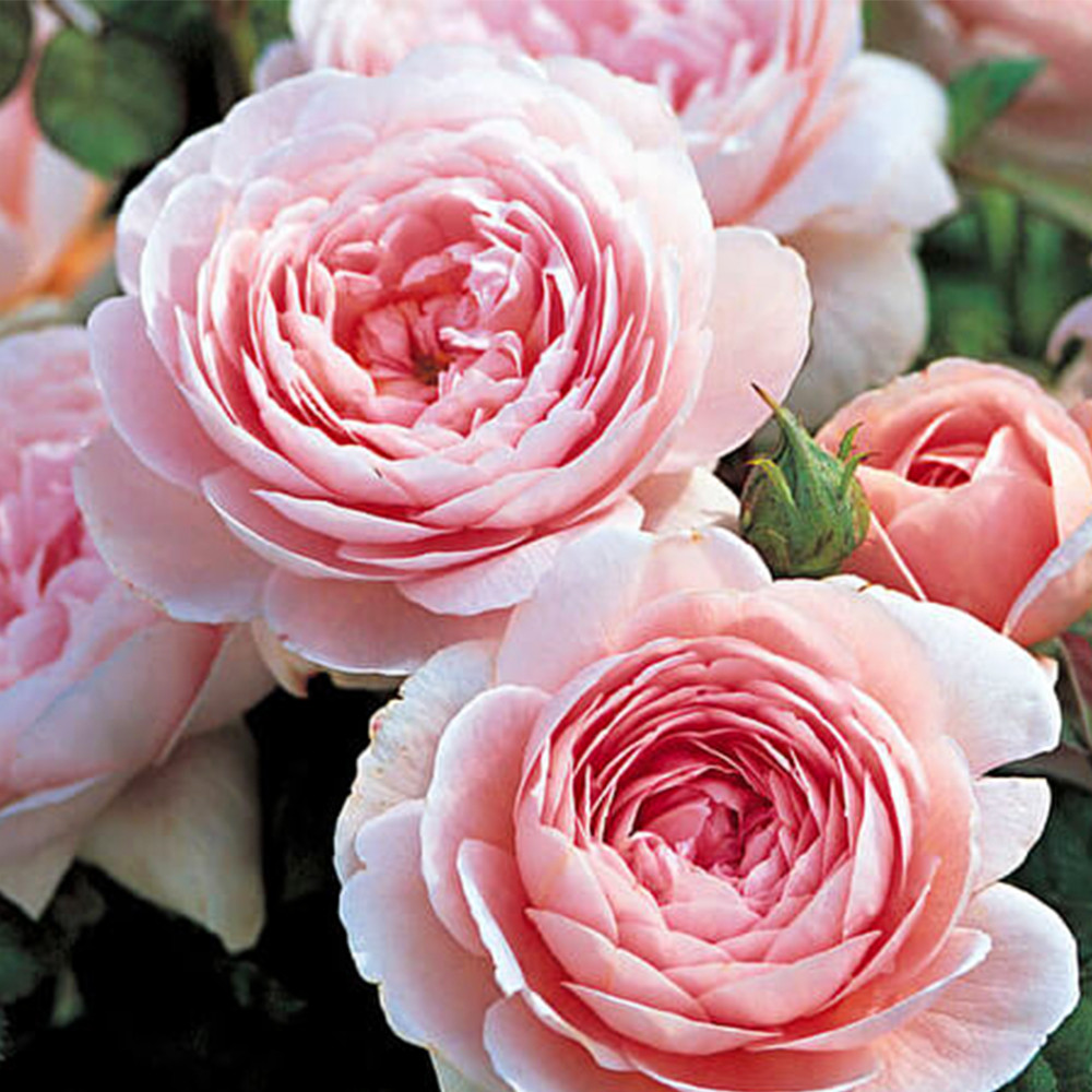 Саженцы английских пионовидных роз Королева Швеции (привитый) Черновцы - изображение 3