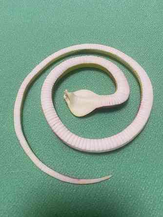 Іграшка змія резинова жовтого кольору, Декор на Хеллоуїн, чудова прикраса хеллоуін, розмір 70 см Київ