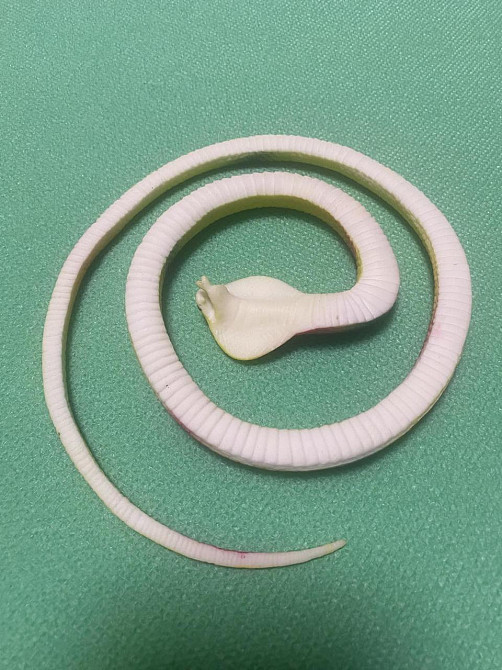 Іграшка змія резинова жовтого кольору, Декор на Хеллоуїн, чудова прикраса хеллоуін, розмір 70 см Київ - фото 6