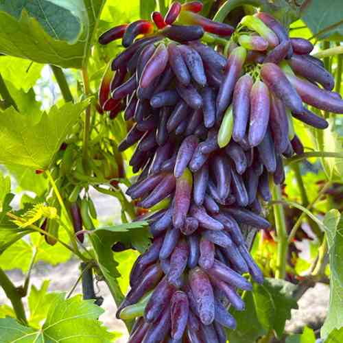 Cаджанці винограду Хелловін (черенкований) - 1-річний Чернівці