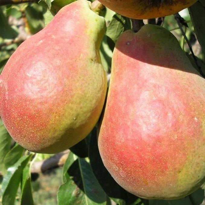 Саджанці груші Сілк Кінг (привитий) - 2-річний Чернівці - фото 1