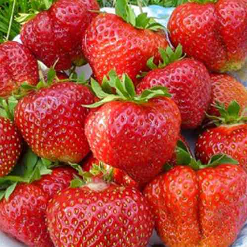 Саджанці полуниці Пенсіонер Челсі (10 штук) - 1-річний Чернівці