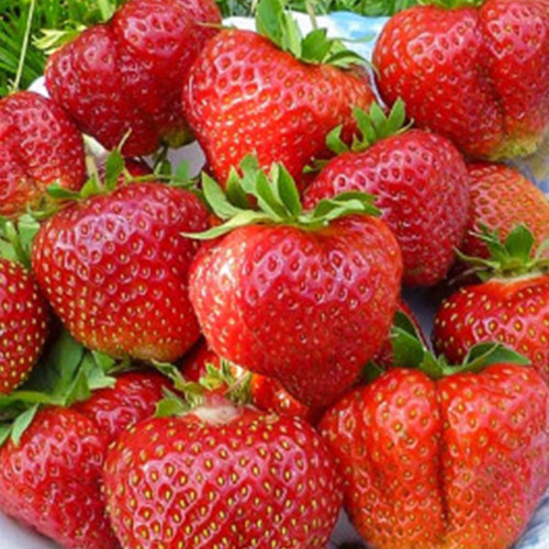 Саджанці полуниці Пенсіонер Челсі (10 штук) - 1-річний Чернівці - фото 1