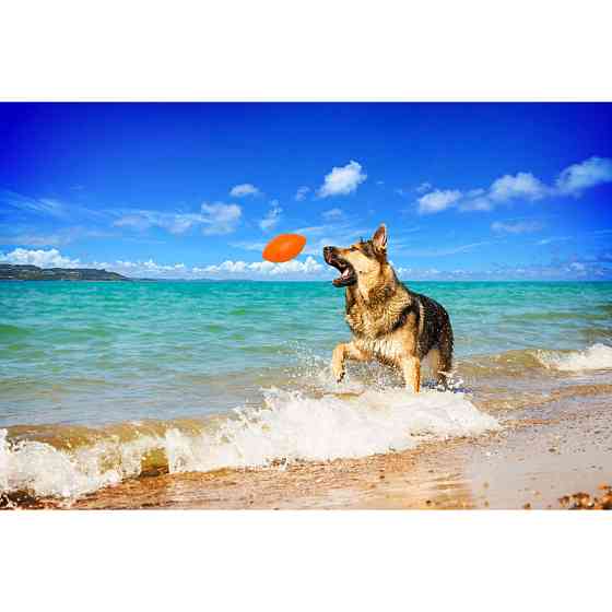 Игровой мяч для апортировки PitchDog, диаметр 9 см оранжевый Киев