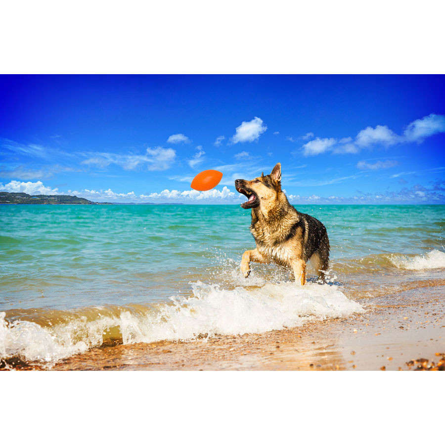 Игровой мяч для апортировки PitchDog, диаметр 9 см оранжевый Киев - изображение 4