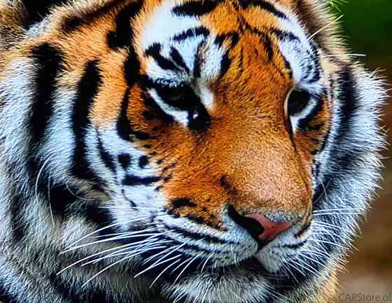 Портативный проектор!!️Thundeal TD80W ‼️ Android 13, WiFi, Bluetooth Харьков