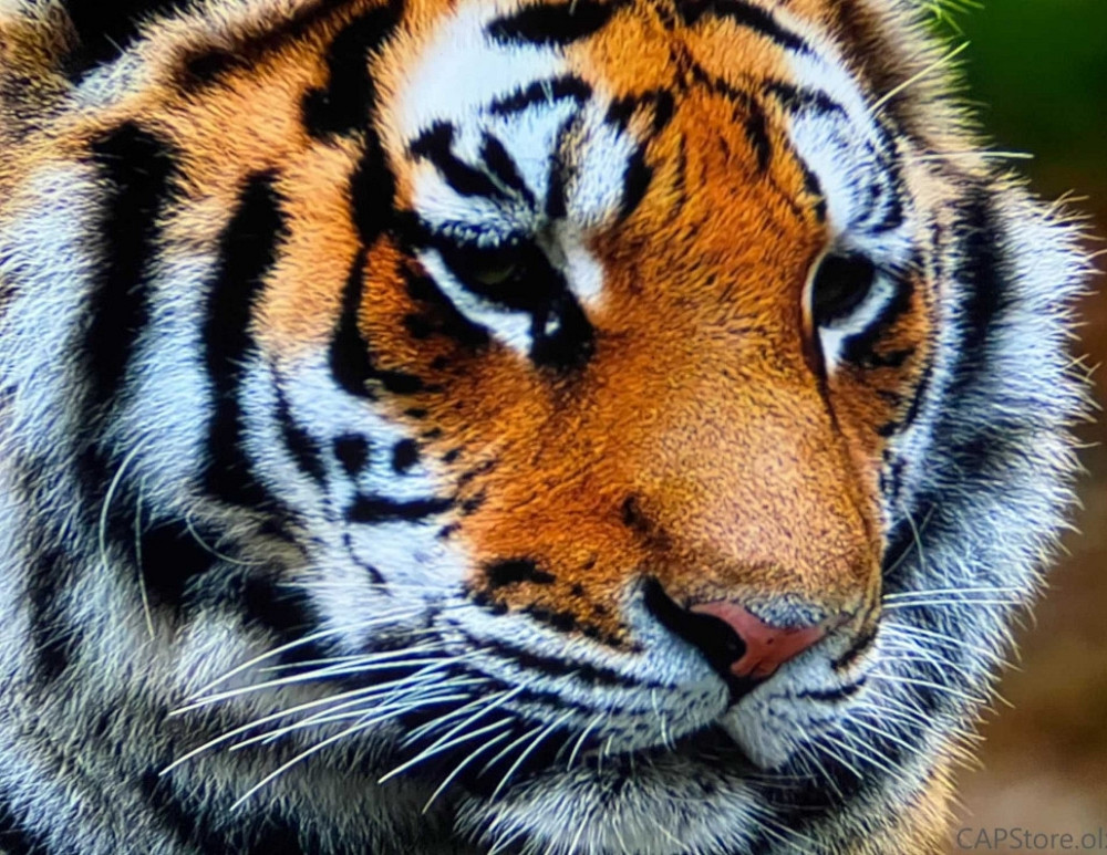 Портативний проектор ‼️Thundeal TD80W ‼️ Android 13, WiFi, Bluetooth Харків - фото 3