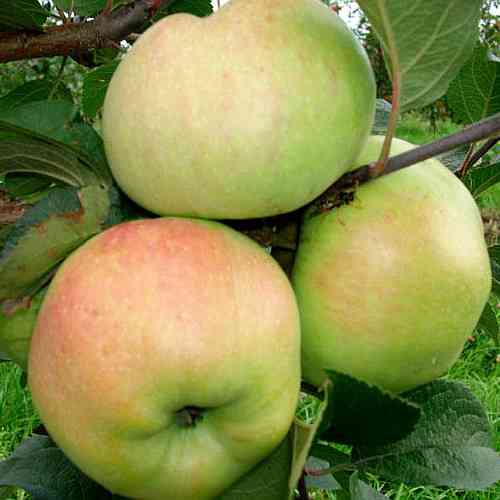 Саджанці яблуні Богатирь (привитий) - 1-річний Чернівці