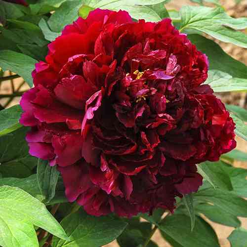 Саджанці піона деревоподібного Сяюче Чорне Золото (сіянець) - 1-річний Чернівці