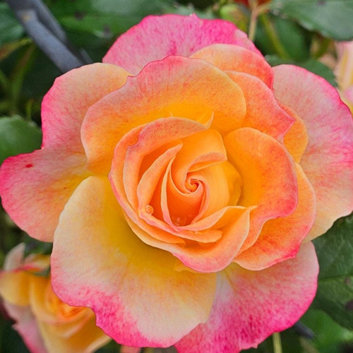 Саджанці троянд Ландлуст (привитий) - 2-річний Чернівці - фото 1