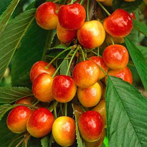 саженцы колоновидной черешни Розовая Крупноплодная (привитый) - 2-летний Черновцы