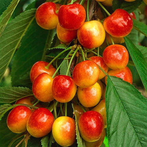 саженцы колоновидной черешни Розовая Крупноплодная (привитый) - 2-летний Черновцы - изображение 1