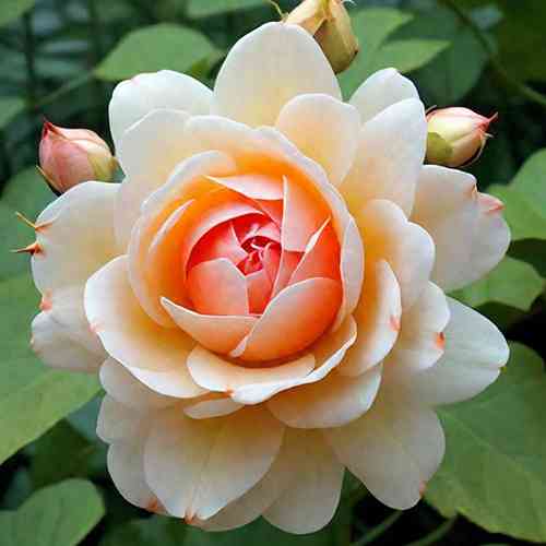 Саженцы роз Анна Фенди (привитый) - 2-летний Черновцы