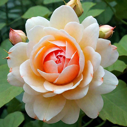 Саджанці троянд Анна Фенді (привитий) - 2-річний Чернівці - фото 1