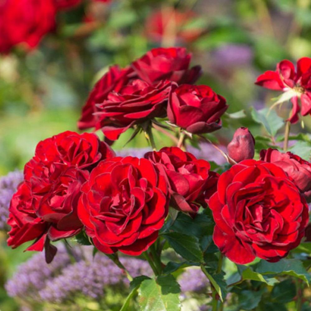 Саджанці троянд флорибунда Торнадо (привитий) Чернівці - фото 1