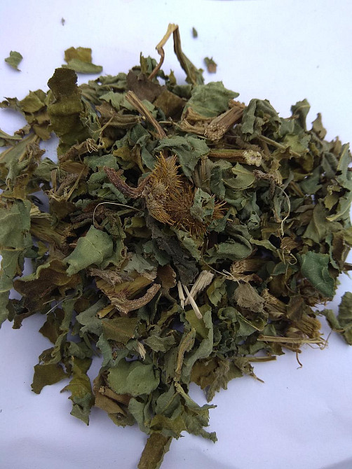 Дурнишник звичайний / Нетреба звичайна, 1кг. Київ - фото 1