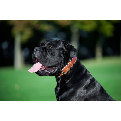 Ошейник для животных WAUDOG Soft с QR паспортом M Ш 25 мм Д 38-49 см коричневый (7203) Винница - изображение 10