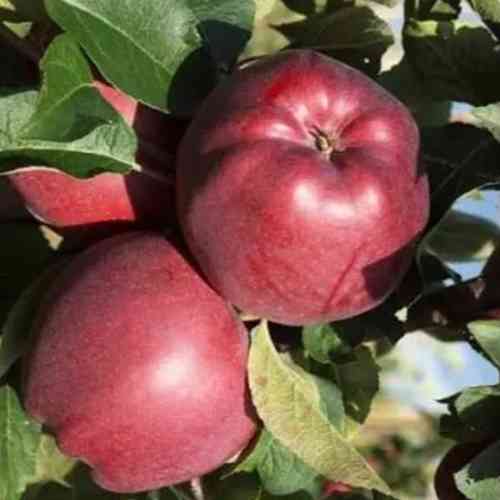 Саджанці яблуні Ред Крафт (привитий) - 2-річний Чернівці