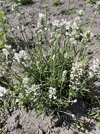 Дворічні кущики низькорослої лаванди білого кольору сорту Nana Alba Ірпінь