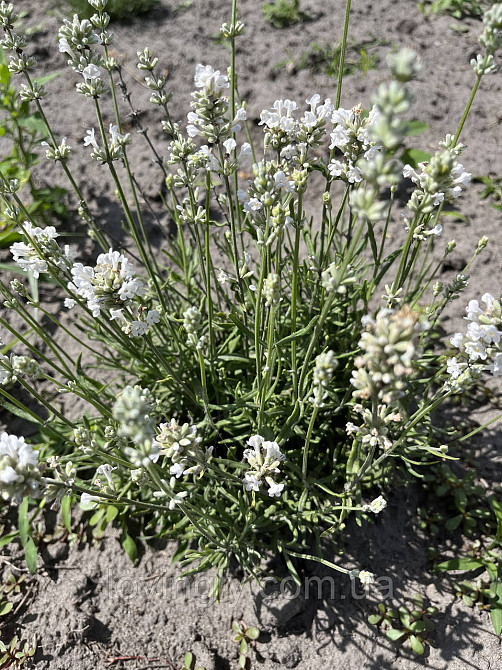 Дворічні кущики низькорослої лаванди білого кольору сорту Nana Alba Ірпінь - фото 1