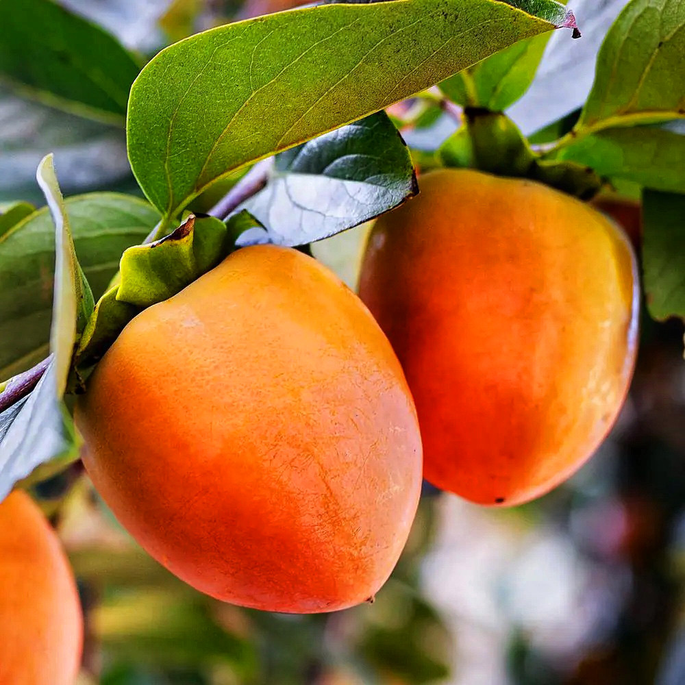 Саджанці хурми Биче Серце (привитий) - 1-річний Чернівці - фото 3