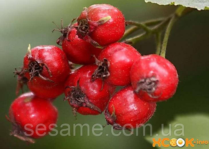 Боярышник плоды (пак/50грамм) Харьков - изображение 2