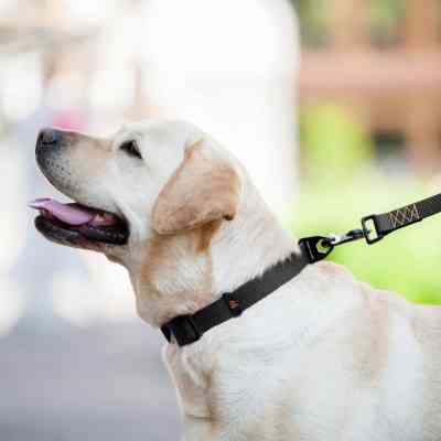 Повідець для собак Evolutor 300 см 25 мм чорний (42131) Вінниця