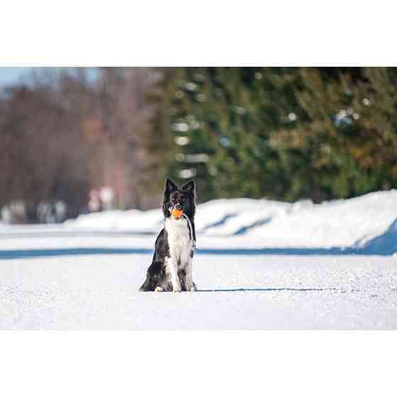М'ячик ЛАЙКЕР Корд на шнурі (діаметр 7см) Коломыя
