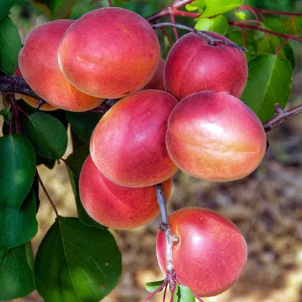 Саджанці абрикоса Меджик Кот (привитий) - 1-річний Чернівці - фото 1