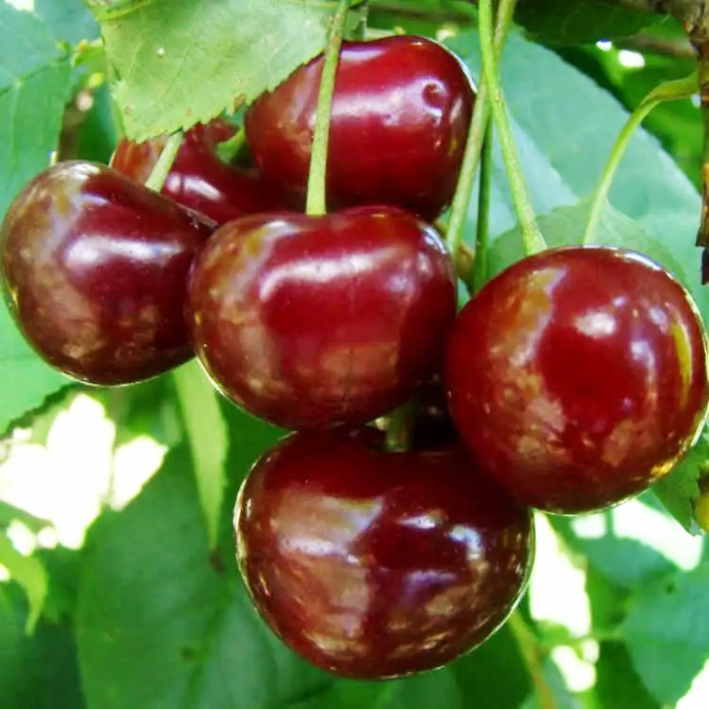 Саженцы вишни Эрди Батермо (привитый) - 2-летний Черновцы - изображение 1