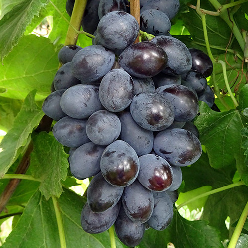 Саженцы винограда Блэк Гранд (черенкованный) - 1-летний Черновцы - изображение 1