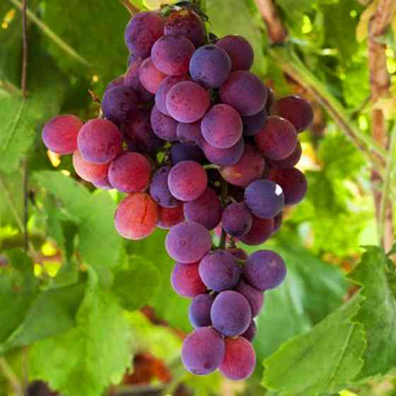 Саджанці винограду Ізабелла рожева (черенкований) - 2-річний Чернівці