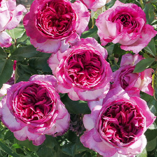 Саженцы роз Тьерри Маркс (привитый) - 2-летний Черновцы - изображение 1