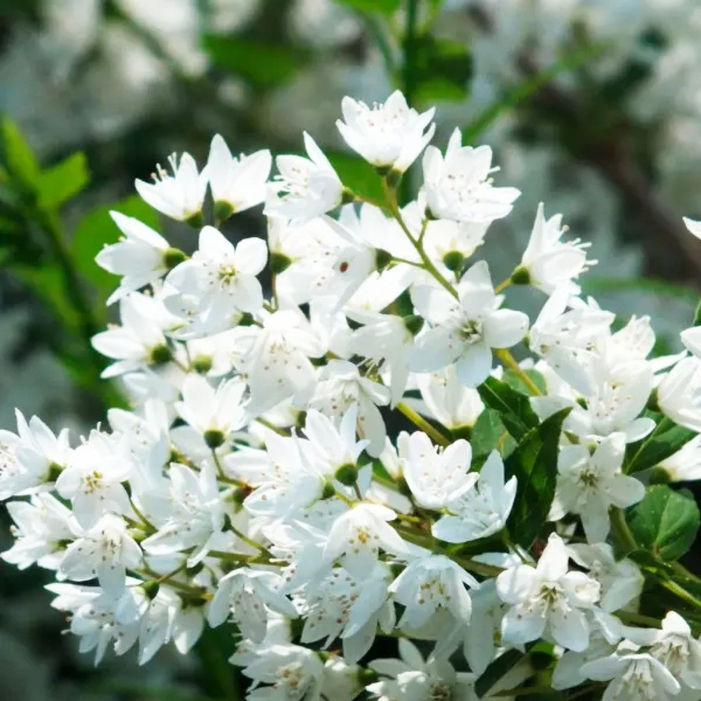 Саджанці дейції Витончена (черенкований) Чернівці - фото 2