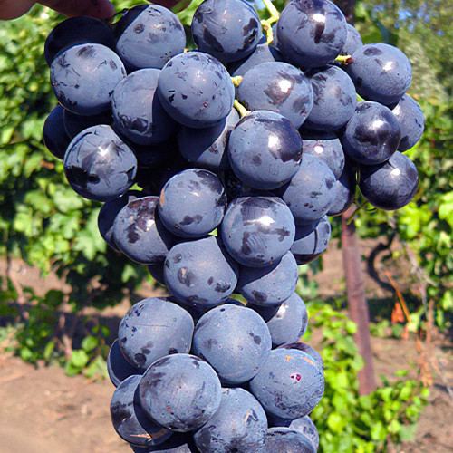 Саженцы винограда Страшенский (черенкованный) - 2-летний Черновцы - изображение 1